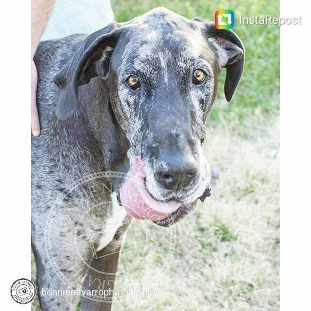 Meet your Posher, Cheyenne